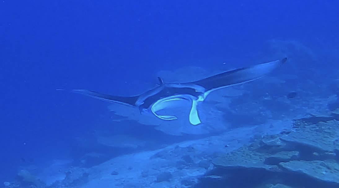 Manta unter Wasser